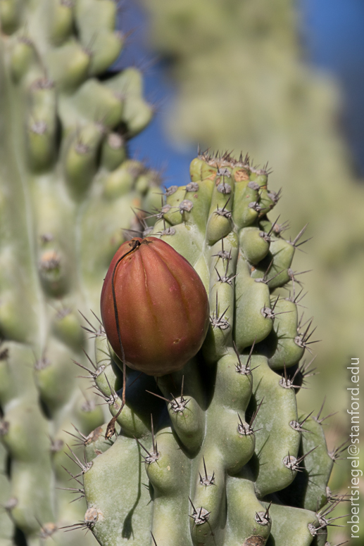 arizona garden